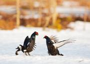 Birkhahnbalz - Black Grouse Courtship